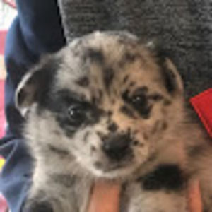 Meet your Posher, Sage